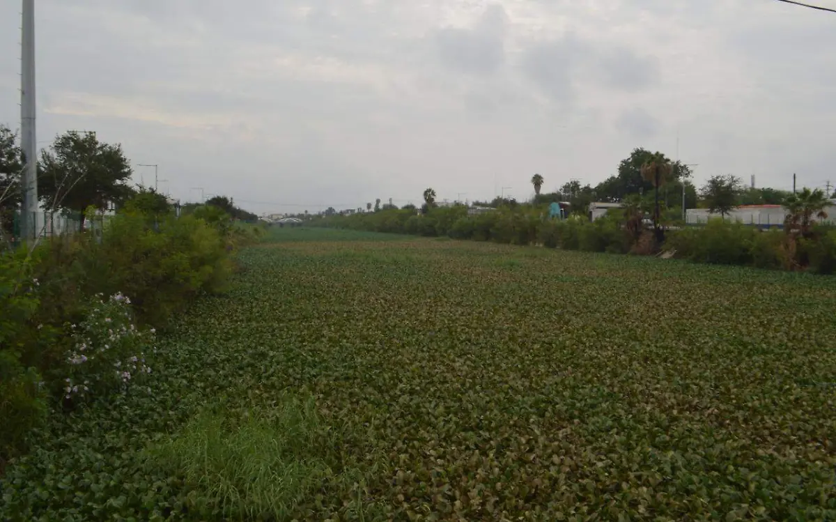 Invade lirio al canal Anzaldúas en Reynosa Jaime Jiménez (1)